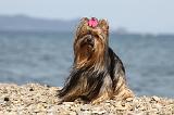 YORKSHIRE TERRIER 278